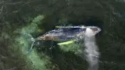 Buckelwal-Sichtungen in der Ostsee: Forscher nennen Gründe