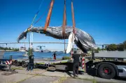 Buckelwal-Skelett vom Bodden kommt in Sammlung, nicht in Ausstellung