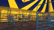 Circus Moreno: Show in Neubrandenburg trotzt der großen Hitze