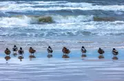 Ermittlungen nach Steinwürfen auf Ente in Kühlungsborn