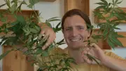 Erste Bio-Cannabis-Ernte im Piff Paff Cannabis Club Rostock