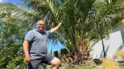 Exotengarten in Herren Steinfeld: Palmen und Feigen trotzen dem Norden