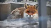 Füchse auf Schießstand: Tierschützer zeigen Qualhaltung an