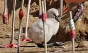 Flamingokolonie im Vogelpark Marlow wächst auf 100 Tiere