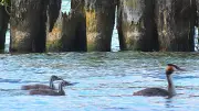 Haubentaucher am Tollensesee erinnern an Zebras