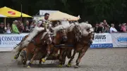 Hengstparaden in Redefin begeistern 4700 Gäste