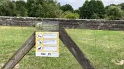 Herdenschutzhunde am Tollensesee reißen Schafe – Behörden prüfen