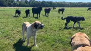 Herdenschutzhunde bewachen Angusrinder in der Lewitz