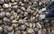 Historisch schlechte Zuckerrüben-Ernte in Süddeutschland befürchtet
