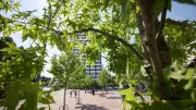 Hitzeschutz in Rostock: Grüne fordern mehr Bäume trotz Leitungsproblemen