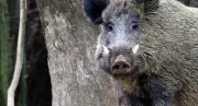 Jägerzahl im Landkreis Vorpommern-Greifswald gestiegen