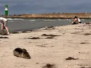Junger Seehund aus Warnemünde erholt sich im Marine Science Center
