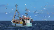 Kritik an EU-Plänen: Heringsfischerei in der Ostsee vor dem Aus?