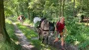 Mit drei Pferden auf Wanderschaft: Elke Pohlmann erreicht Redefin