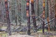 Müritz-Nationalpark: Glutnest schwelt weiter – Hoffnung auf Regen