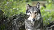 MV fragt Jäger: Wer würde beim Wolfsabschuss schießen?