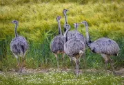 Nandus am Ratzeburger See: Jagd ausgesetzt, Bestand erholt sich kaum