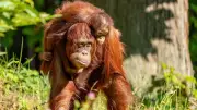 Orang-Utan-Tag im Darwineum: Artenschutz erleben und helfen