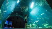 Ozeaneum Stralsund feiert zehn Millionen Gäste