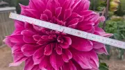 Rekordblüte in Neu Pampow: Dahlie misst 30 Zentimeter