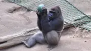 Rostocker Zoo saniert Tropenhalle: Besucherbrücken im Darwineum werden erneuert