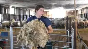 Schafschur in Alt Meteln: Knochenjob ohne Gewinn, aber unverzichtbar