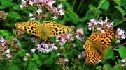 Schmetterlinge mit Geheimtrick beim Paaren faszinieren Naturfans