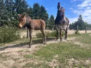 Seltene Zebra-Esel-Kreuzung im Tiererlebnispark Müritz geboren