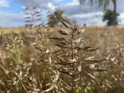 Senfanbauer in Strasburg zufrieden mit der Ernte