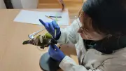 Sonderführung im Müritzeum: Präparatorin zeigt seltenen Beruf