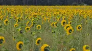 Sonnenblumen bei Borntin: Hummeln und Hühner profitieren