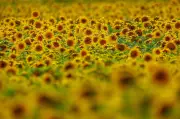 Sonnenblumenanbau in MV verdoppelt sich 2026 auf 7.033 Hektar