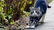 Tierheime in Nordwestmecklenburg: Alte Katzen suchen ein Zuhause