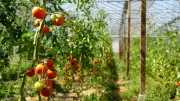 Tomaten vom Fleesensee: Erstmals im Handel in Göhren-Lebbin und Röbel