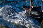 Toter Buckelwal aus dem Wasser gehievt