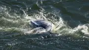 Toter Buckelwal in der Ostsee: Experten planen Obduktion