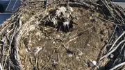 Toter Jungstorch in Löcknitz: Drohne zeigt traurige Entdeckung im Nest