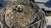 Toter Jungstorch in Löcknitz: Drohne zeigt traurigen Fund im Nest