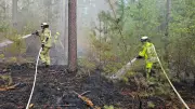 Waldbrand nahe Landratsamt Neustrelitz: Feuerwehr stoppt Flammen