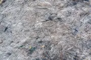 Waldbrände in Munitionsgebieten: Forscher fordert Prävention