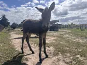 Zebroid im Tiererlebnispark Grabowhöfe geboren