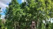 Zitterpappel ist Baum des Jahres 2026 in Vorpommern