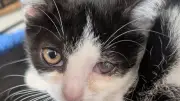 Zum Weltkatzentag: Tierschützer fordern Kastrationspflicht für Hauskatzen