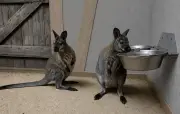 Zwei neue Kängurus im Tierpark Wolgast eingetroffen