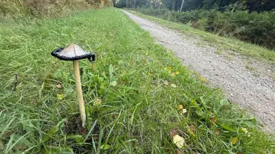 Pilz-Tinte selbst herstellen: So wird der Schopf-Tintling zur Tinte