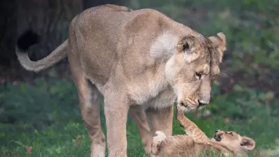 Stadtwerke Schwerin übernehmen Patenschaft für Asiatische Löwen im Zoo