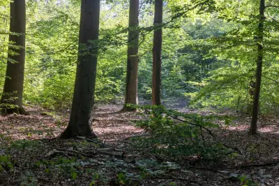 Tödlicher Jagdunfall: Prozess gegen Jäger beginnt heute