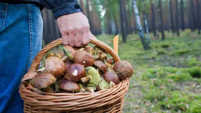 Vermisster Pilzsammler bei Rastow unverletzt gefunden