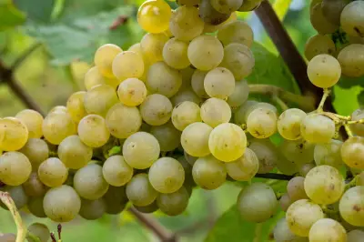 Weinlese in Rattey startet mit Hoffnung auf Rekordmenge