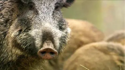 Wildschweine in Binz: Duftmittel sollen Tiere aus Gärten vertreiben